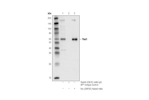 Immunoprecipitation Image 1: Yes (D9P3E) Rabbit Monoclonal Antibody
