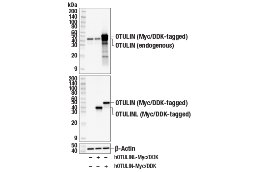 Western Blotting Image 3: OTULIN (E3B8L) Rabbit Monoclonal Antibody