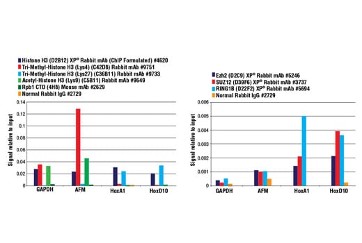 Chromatin Immunoprecipitation Image 2: SimpleChIP<sup>®</sup> Plus Enzymatic Chromatin IP Kit (Agarose Beads)