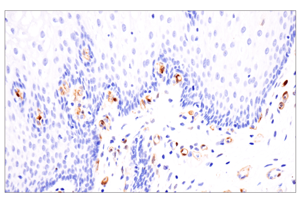 Immunohistochemistry Image 11: PPP1R14A/CPI-17 (F1I6X) Rabbit Monoclonal Antibody