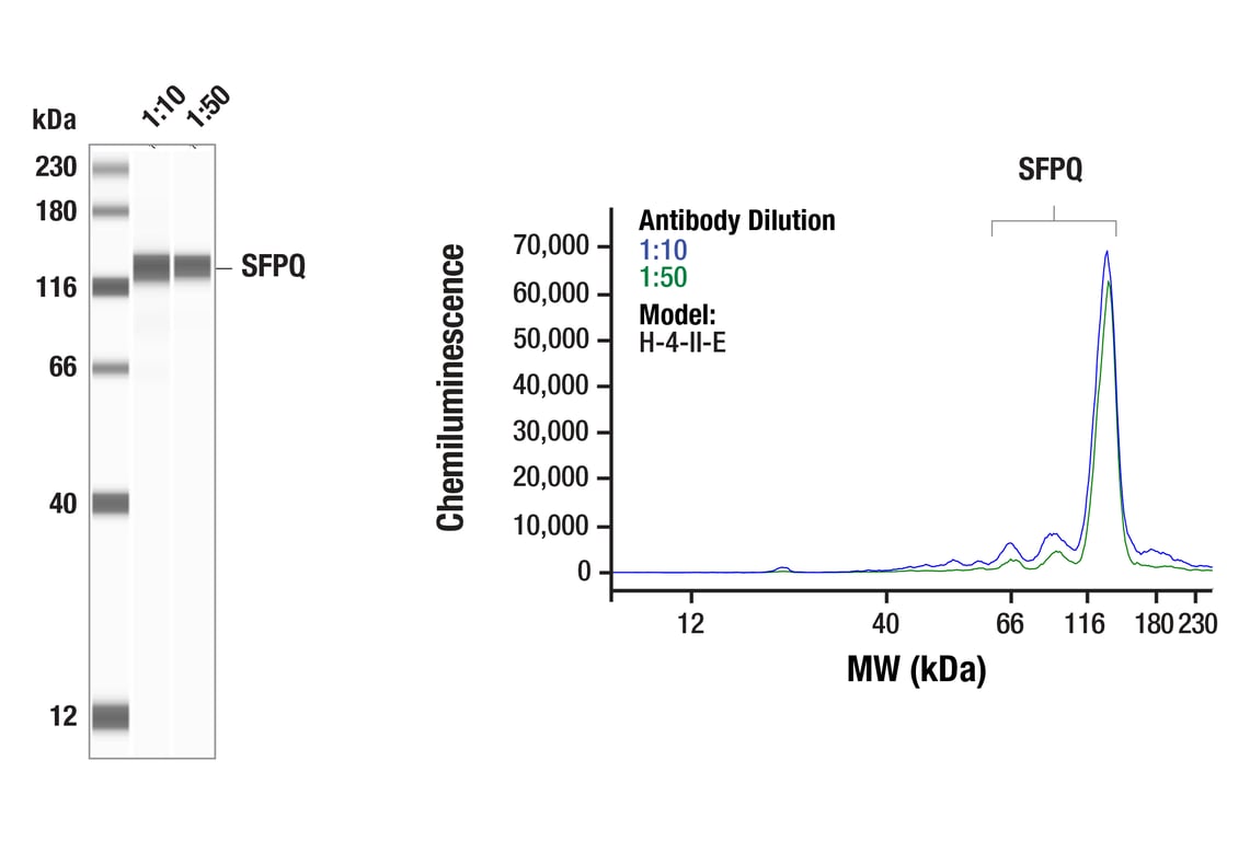 Western Blotting Image 1: SFPQ (F7S2Q) Rabbit Monoclonal Antibody