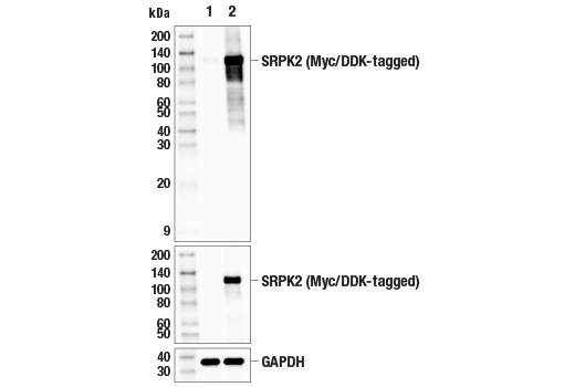 Western Blotting Image 2: SRPK2 (E5H7Q) Rabbit Monoclonal Antibody