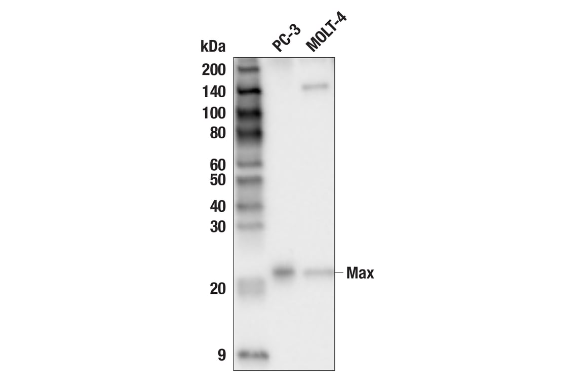 Western Blotting Image 3: Max (E6F6Y) Rabbit Monoclonal Antibody