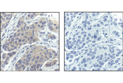 Immunohistochemistry Image 1: PP2A C Subunit (52F8) Rabbit Monoclonal Antibody