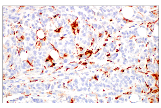Immunohistochemistry Image 2: Lysozyme C-1/2 (E2K5R) Rabbit Monoclonal Antibody