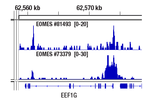 undefined Image 50: Human Exhausted T Cell Antibody Sampler Kit