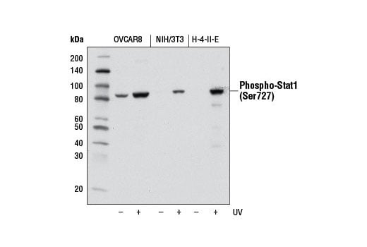 Western Blotting Image 3: Phospho-Stat1 (Ser727) (D3B7) Rabbit Monoclonal Antibody (BSA and Azide Free)