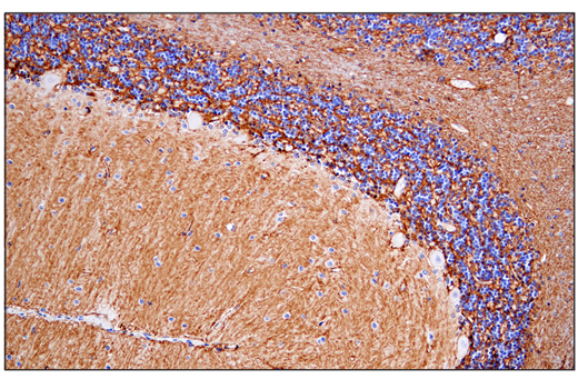 Immunohistochemistry Image 1: AQP4 (D1F8E) Rabbit Monoclonal Antibody (BSA and Azide Free)