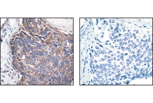 Immunohistochemistry Image 3: Src (36D10) Rabbit Monoclonal Antibody (BSA and Azide Free)