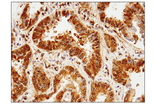 Immunohistochemistry Image 2: Phospho-Glycogen Synthase (Ser641) (D4H1B) Rabbit Monoclonal Antibody (BSA and Azide Free)
