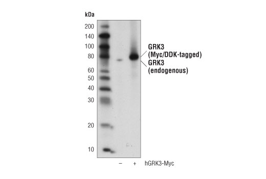 Western Blotting Image 2: GRK3 (D8G6V) Rabbit Monoclonal Antibody