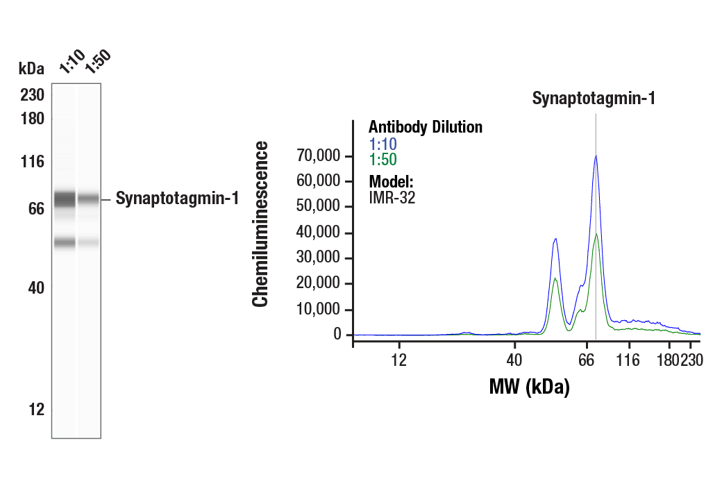 undefined Image 13: Presynaptic Vesicle Cycle Antibody Sampler Kit