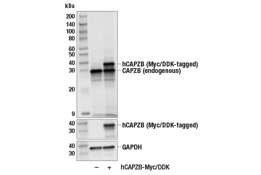 Western Blotting Image 3: CAPZB (E4H6C) Rabbit Monoclonal Antibody