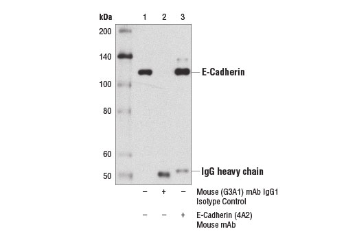 Immunoprecipitation Image 1: E-Cadherin (4A2) Mouse Monoclonal Antibody