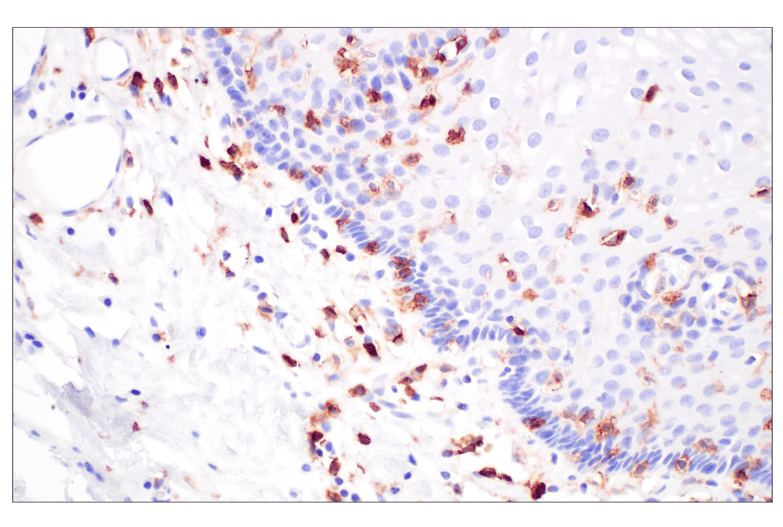 Immunohistochemistry Image 6: CD4 (MSVA-004R) Rabbit Monoclonal Antibody (BSA and Azide Free)