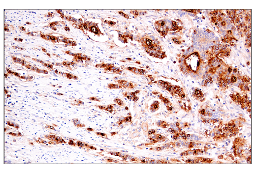 Immunohistochemistry Image 1: DAF/CD55 (E7G2U) Rabbit Monoclonal Antibody (BSA and Azide Free)
