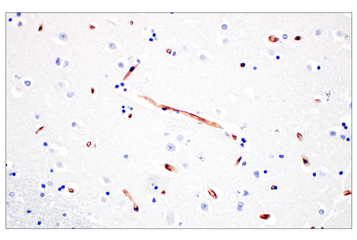 Immunohistochemistry Image 6: Nestin (E4O9E) Rabbit Monoclonal Antibody (BSA and Azide Free)