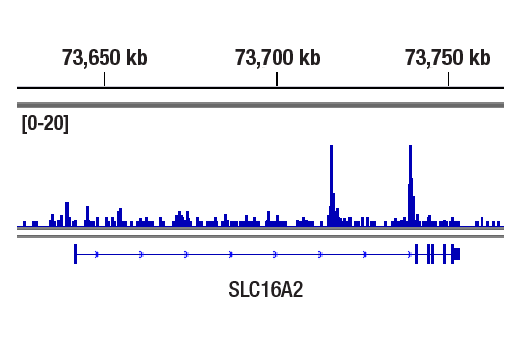 CUT & RUN Image 1: Nanog (D2A3) Rabbit Monoclonal Antibody