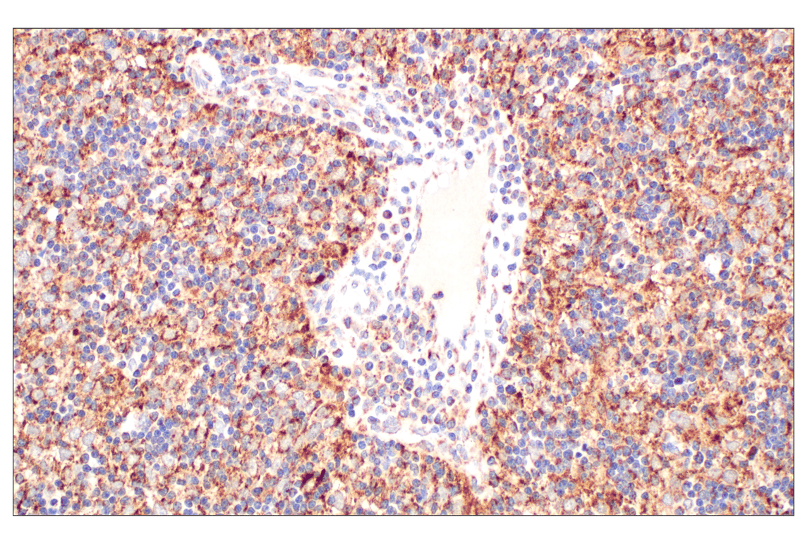 Immunohistochemistry Image 2: Fumarase (D9C5) Rabbit Monoclonal Antibody