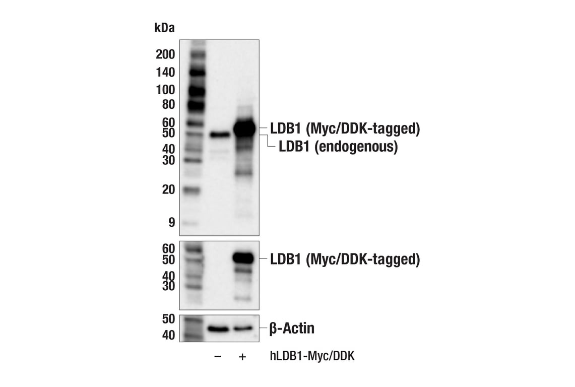 Western Blotting Image 2: LDB1 (F1A3B) Rabbit Monoclonal Antibody