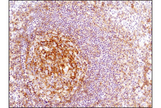 Immunohistochemistry Image 4: CD82 (D7G6H) Rabbit Monoclonal Antibody