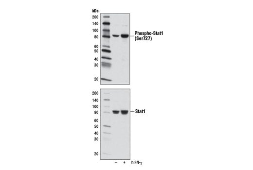 Phospho-Stat1 (Ser727) (D3B7) Rabbit mAb (BSA and Azide Free
