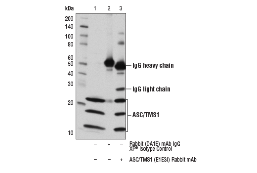 undefined Image 13: Human Reactive Inflammasome Antibody Sampler Kit II