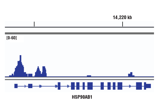 Chromatin Immunoprecipitation Image 1: BCL6 (D4I2V) Rabbit Monoclonal Antibody