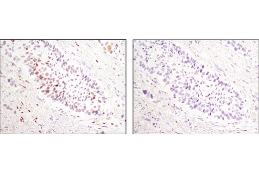 Immunohistochemistry Image 2: Phospho-c-Jun (Ser73) (D47G9) Rabbit Monoclonal Antibody