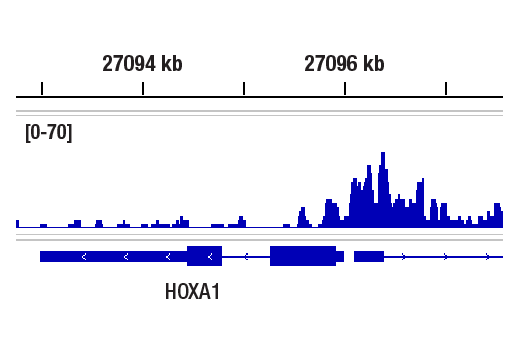 CUT & RUN Image 1: CBX8 (D2O8C) Rabbit Monoclonal Antibody