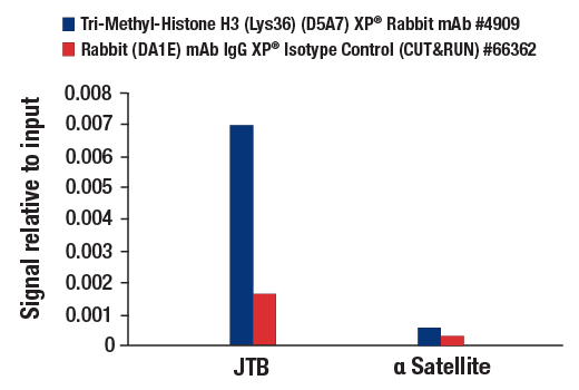 CUT & RUN Image 3: Tri-Methyl-Histone H3 (Lys36) (D5A7) Rabbit Monoclonal Antibody
