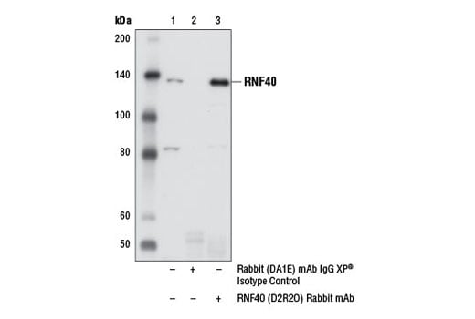 Immunoprecipitation Image 1: RNF40 (D2R2O) Rabbit Monoclonal Antibody