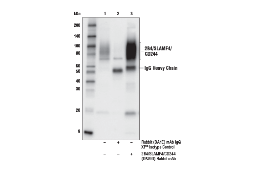 undefined Image 15: Human Exhausted T Cell Antibody Sampler Kit