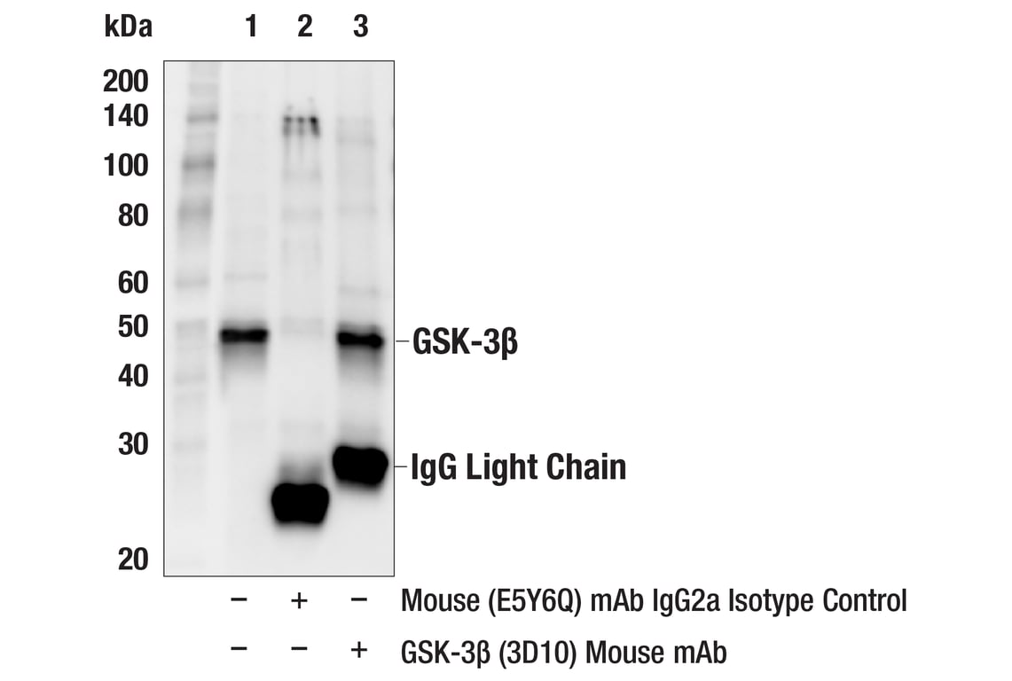 Immunoprecipitation Image 1: GSK-3 beta (3D10) Mouse Monoclonal Antibody