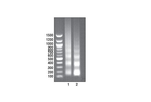 undefined Image 1: SimpleChIP<sup>®</sup> Plus Enzymatic Chromatin IP Kit (Magnetic Beads)