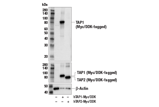 undefined Image 18: MHC Class I Antigen Processing and Presentation Antibody Sampler Kit