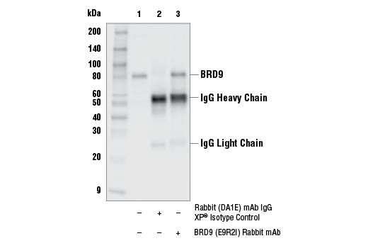 undefined Image 12: Non-Canonical BAF Complex Antibody Sampler Kit