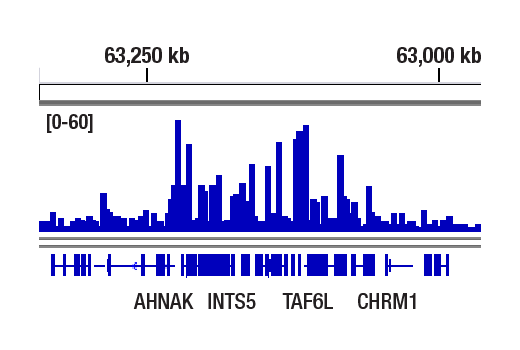 CUT & RUN Image 1: RNF20 (D6E10) Rabbit Monoclonal Antibody