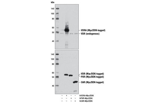 Western Blotting Image 3: Vitamin D3 Receptor (D2K6W) Rabbit Monoclonal Antibody