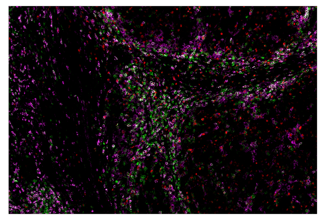 Immunohistochemistry Image 2: CD4 (MSVA-004R) & CO-0071-750 SignalStar<sup>™</sup> Oligo-Antibody Pair