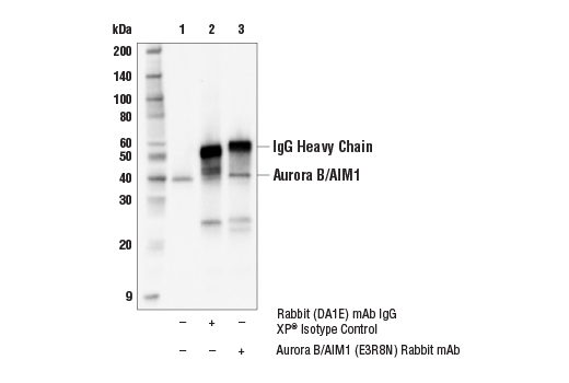 Immunoprecipitation Image 1: Aurora B/AIM1 (E3R8N) Rabbit Monoclonal Antibody