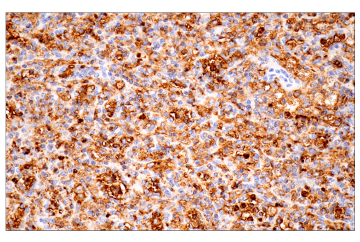 Immunohistochemistry Image 7: p22phox (E7Y1F) Rabbit Monoclonal Antibody