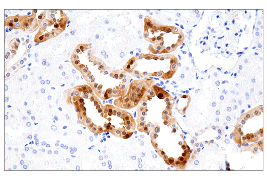Immunohistochemistry Image 2: Parvalbumin (E8N2U) Rabbit Monoclonal Antibody (BSA and Azide Free)