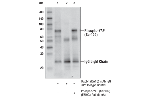 undefined Image 8: PhosphoPlus<sup>®</sup> YAP (Ser109) Antibody Duet