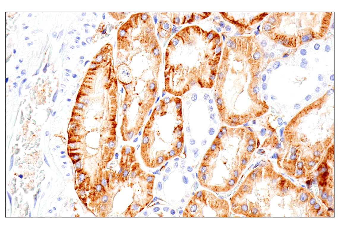 Immunohistochemistry Image 14: Syndecan 1 (E7F7T) Rabbit Monoclonal Antibody (BSA and Azide Free)