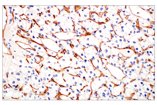 Immunohistochemistry Image 3: PLVAP (E3X9D) Rabbit Monoclonal Antibody