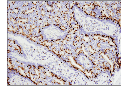 Immunohistochemistry Image 5: FAM3C (D1S2D) Rabbit Monoclonal Antibody (BSA and Azide Free)