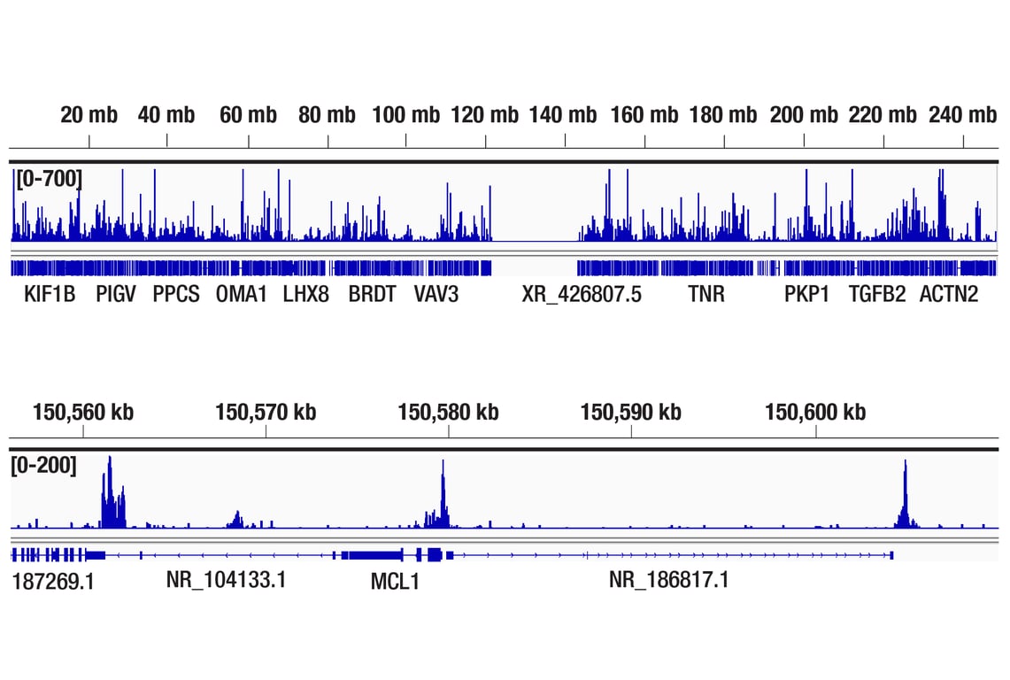 CUT & Tag Image 2: p300 (D8Z4E) Rabbit Monoclonal Antibody