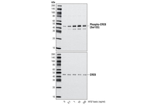 undefined Image 3: Human Basic Fibroblast Growth Factor (hFGF basic/FGF2)