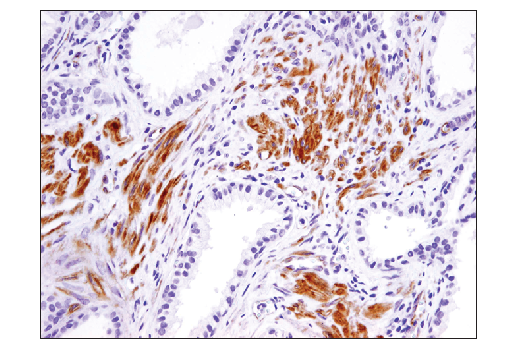 Immunohistochemistry Image 2: SDF1/CXCL12 (D8G6H) Rabbit Monoclonal Antibody (BSA and Azide Free)